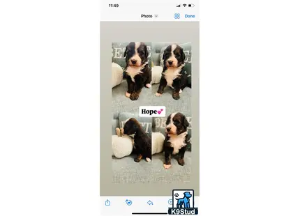 a group of bernedoodle puppies